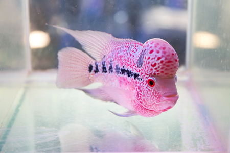 Flowerhorn Cichlid fishの写真素材