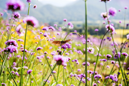 butterfly on purple flowerの写真素材