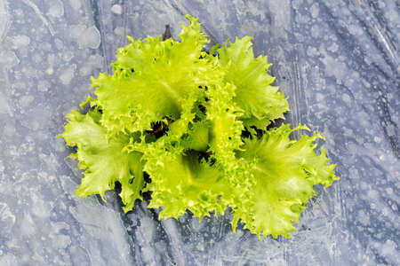 Oganic Green Cos Salad healthy vegetable is considered by many to be the best lettuce that you can...