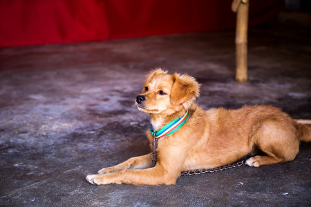 Lonely dog waiting for its ownerの写真素材