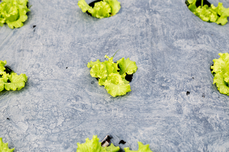 Oganic Green Cos Salad healthy vegetable is considered by many to be the best lettuce that you can grow or eat.の写真素材