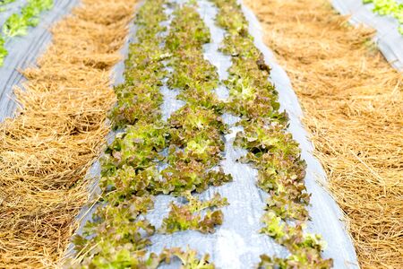 Oganic Green Cos Salad healthy vegetable is considered by many to be the best lettuce that you can grow or eat.の写真素材