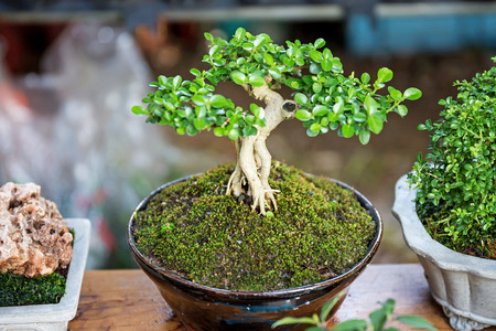 Little bonsai treeの写真素材