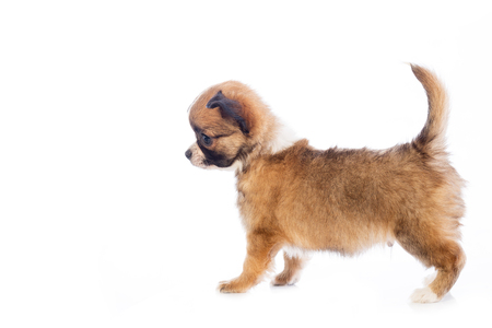 Chihuahua puppy, 45 day, isolated on white white background.の写真素材