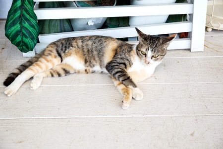 Portrait of cat thaiの写真素材
