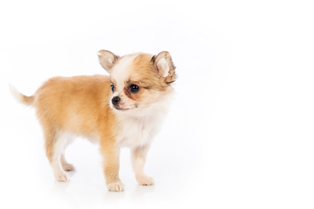 Chihuahua puppy, 45 day, isolated on white white background.の写真素材