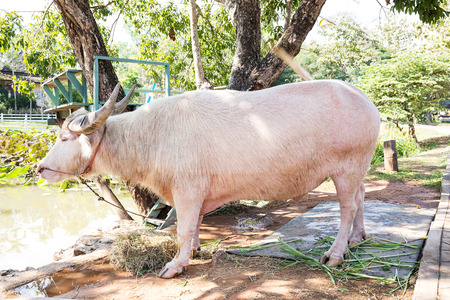 White buffalo (taro buffalo) in field thailandの写真素材
