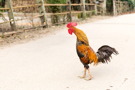 Red chicken hen outside walking in a backyardの写真素材