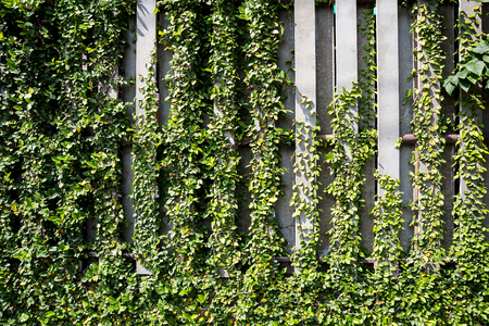 Green ivy on wall with grassの写真素材