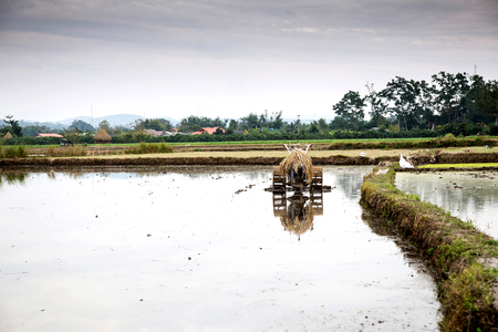 Small tractor for plowing in the paddle の写真素材
