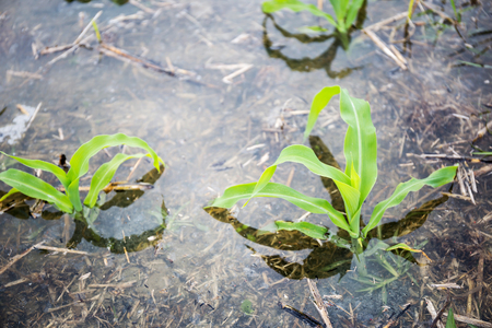 Corn field with young plants on fertile soil, a closeup with vibrant greenの写真素材