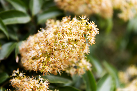 Spring blooming lychee flowerの写真素材