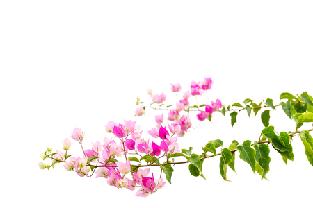 Bougainvillea flower isolated on white backgroundの写真素材