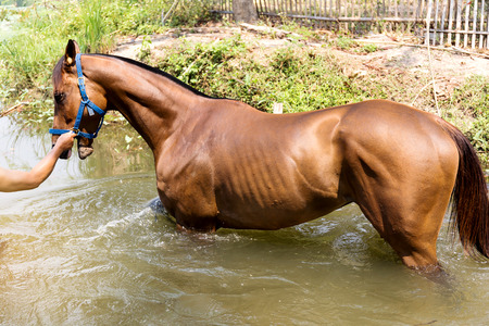Horses are swimmingの写真素材