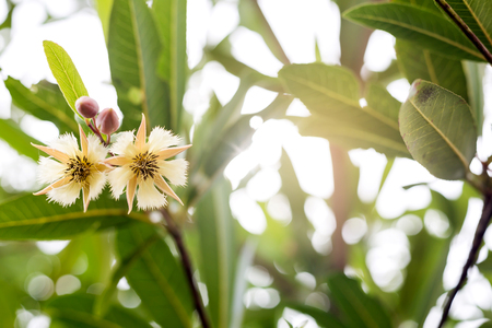 Elaeocarpus grandiflorus geen leaf tree plant fresh natureの写真素材