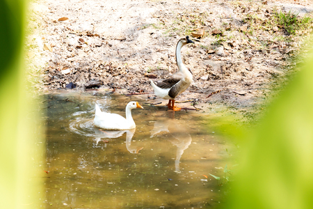 two swans floating on the waterの写真素材