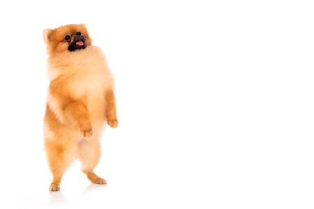 Portrait of cute pomeranian spitz on white backgroundの写真素材