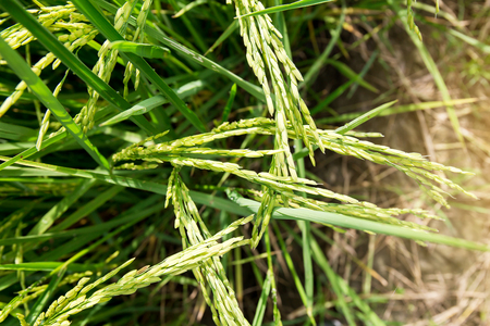close up of yellow green rice fieldの写真素材