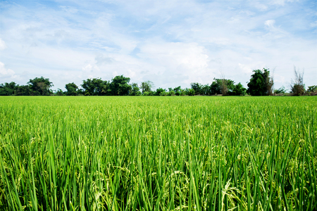 close up of yellow green rice fieldの写真素材