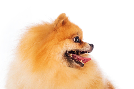 Portrait of cute pomeranian spitz on white backgroundの写真素材