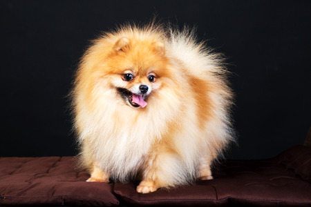 Portrait of cute pomeranian spitz on black backgroundの写真素材