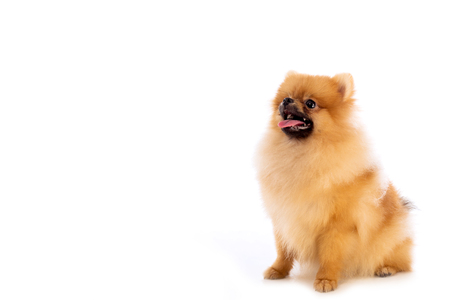 Portrait of cute pomeranian spitz on white backgroundの写真素材