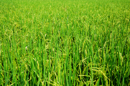 close up of yellow green rice fieldの写真素材