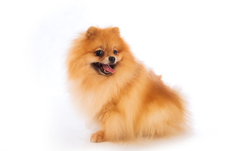 Portrait of cute pomeranian spitz on white backgroundの写真素材