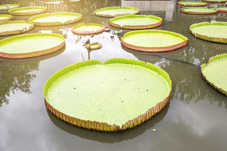 Victoria Amazonica of huge lotus leafs over waterの写真素材