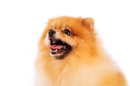 Portrait of cute pomeranian spitz on white backgroundの写真素材