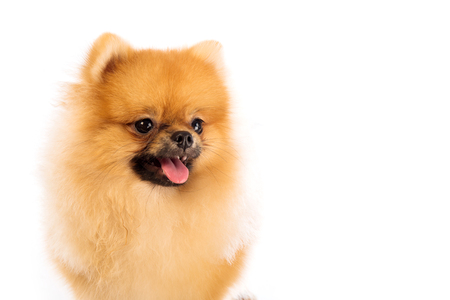 Portrait of cute pomeranian spitz on white backgroundの写真素材