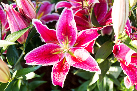 Beautiful pink lilies spring flower with water drops in garden of morning sunlight mist with spraying water on blurred flower field background in warm tone morning sunlight.の写真素材