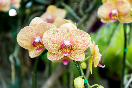 Close-up of orchid flower in garden at winter or spring day, Phalaenopsis orchid.の写真素材