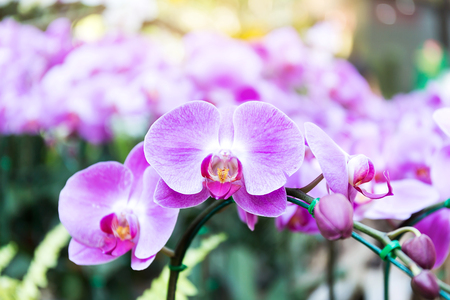 Close-up of orchid flower in garden at winter or spring day, Phalaenopsis orchid.の写真素材