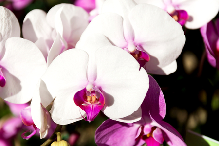 Close-up of orchid flower in garden at winter or spring day, Phalaenopsis orchid.の写真素材