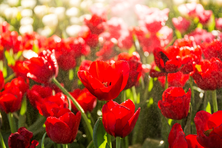 Beautiful tulip spring flower with water drops in garden of morning sunlight mist with spraying water on blurred flower field background in warm tone morning sunlight.の写真素材