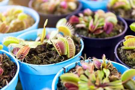 Venus flytrap (Dionaea muscipula), carnivorous plantの写真素材