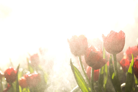 Beautiful tulip spring flower with water drops in garden of morning sunlight mist with spraying water on blurred flower field background in warm tone morning sunlight.の写真素材