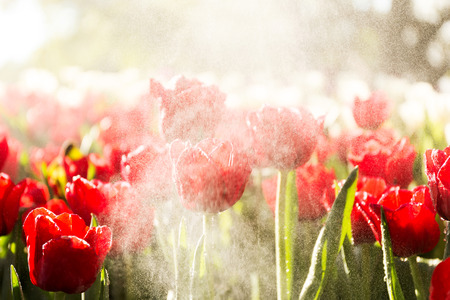Beautiful tulip spring flower with water drops in garden of morning sunlight mist with spraying water on blurred flower field background in warm tone morning sunlight.の写真素材
