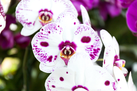 Close-up of orchid flower in garden at winter or spring day, Phalaenopsis orchid.の写真素材