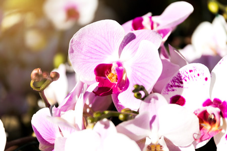 Close-up of orchid flower in garden at winter or spring day, Phalaenopsis orchid.の写真素材