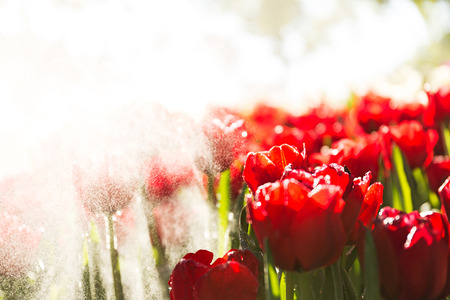 Beautiful tulip spring flower with water drops in garden of morning sunlight mist with spraying water on blurred flower field background in warm tone morning sunlight.の写真素材