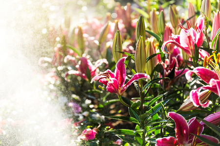 Beautiful pink lilies spring flower with water drops in garden of morning sunlight mist with spraying water on blurred flower field background in warm tone morning sunlight.の写真素材