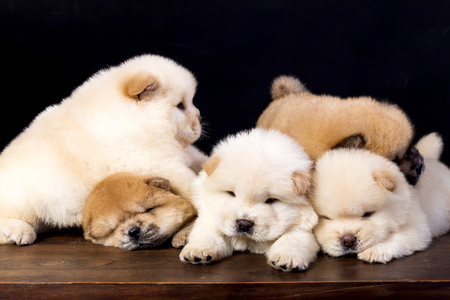fluffy chow-chow puppy(40 day)の写真素材