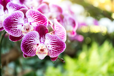 Close-up of orchid flower in garden at winter or spring day, Phalaenopsis orchid.の写真素材