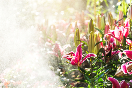 Beautiful pink lilies spring flower with water drops in garden of morning sunlight mist with spraying water on blurred flower field background in warm tone morning sunlight.の写真素材