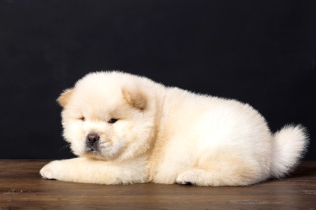 fluffy chow-chow puppy(40 day)の写真素材