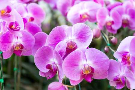 Close-up of orchid flower in garden at winter or spring day, Phalaenopsis orchid.の写真素材