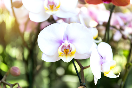 Close-up of orchid flower in garden at winter or spring day, Phalaenopsis orchid.の写真素材