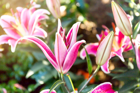 Beautiful pink lilies spring flower in garden of morning sunlight on blurred flower field background in warm tone morning sunlight.の写真素材
